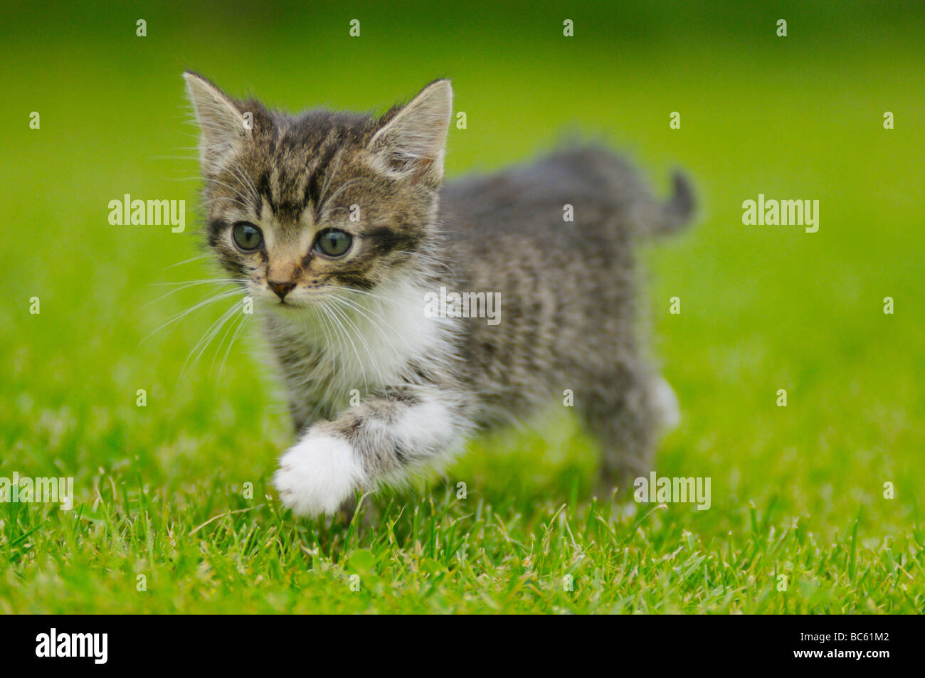 Nahaufnahme von Kätzchen, die zu Fuß in Feld, Bayern, Deutschland Stockfoto