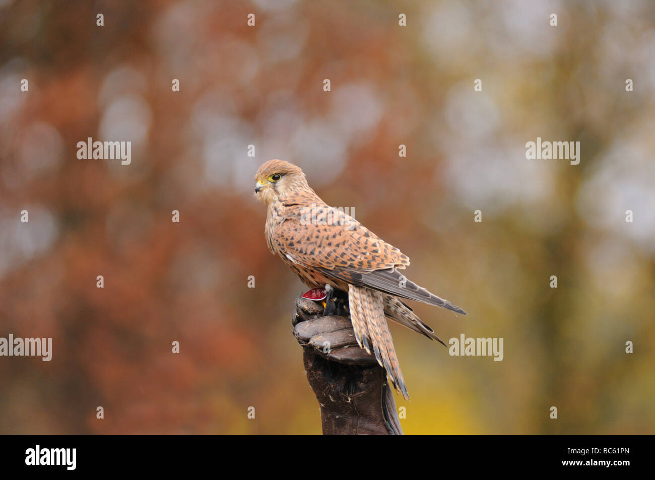 Turmfalken (Falco Tinnunculus) hocken auf Baum Stump, Bayern, Deutschland Stockfoto
