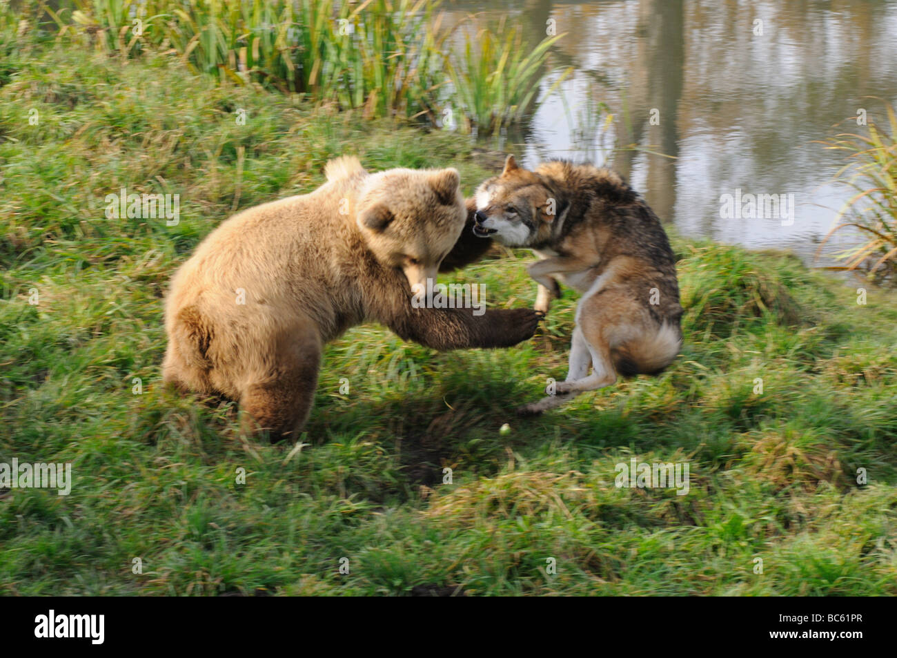 Grauer Wolf (Canis Lupus) und Braunbär (Ursus Arctos) kämpfen im Wald, Bayern, Deutschland Stockfoto