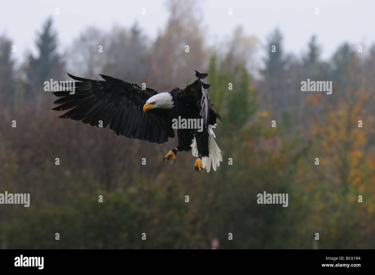 Weißkopf-Seeadler (Haliaeetus Leucocephalus) im Flug Stockfoto