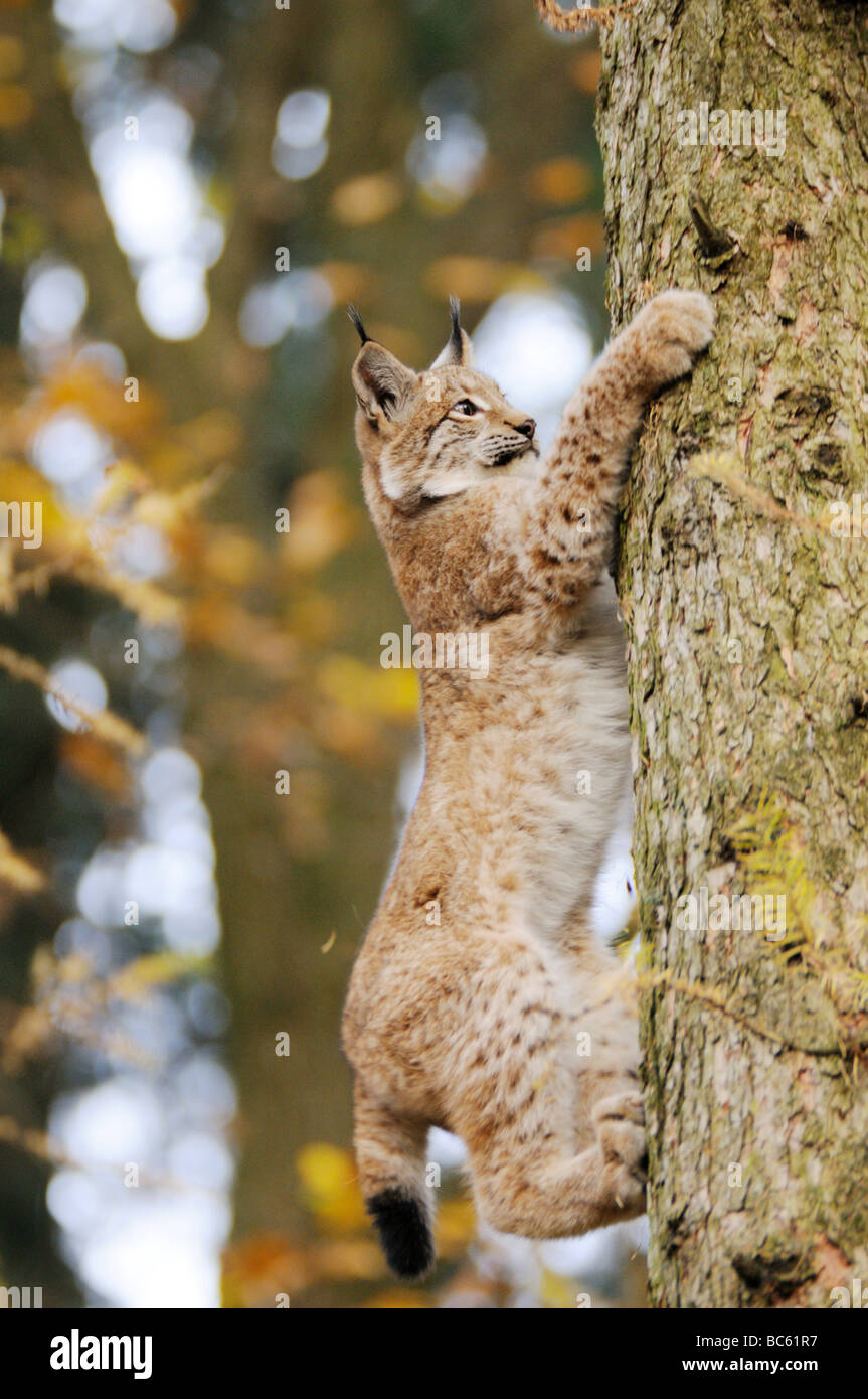 Rotluchs (Lynx Rufus) Kletterbaum im Wald, Nationalpark Bayerischer Wald, Bayern, Deutschland Stockfoto