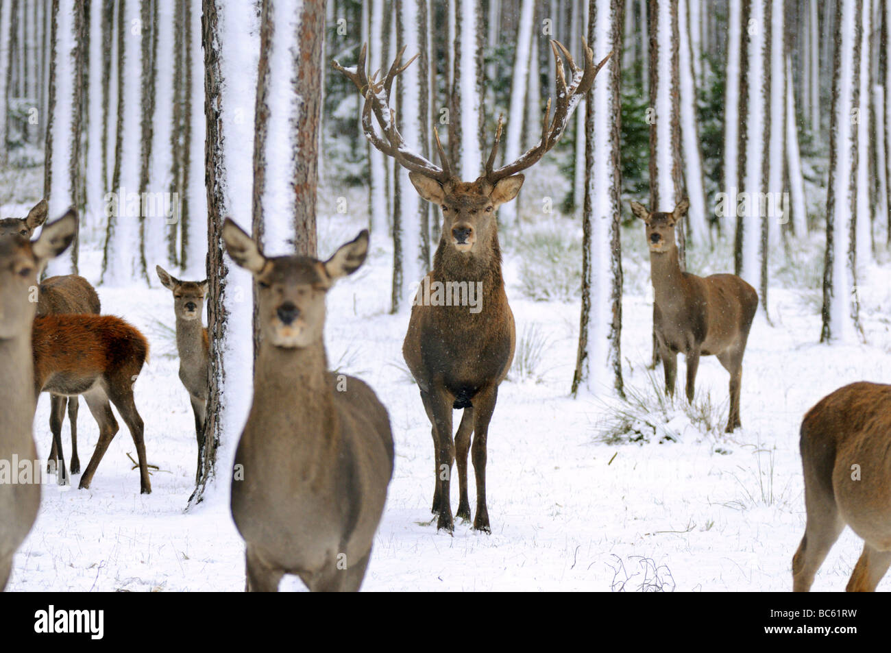 Herde von Rothirsch (Cervus Elaphus) im Wald, Franken, Bayern, Deutschland Stockfoto