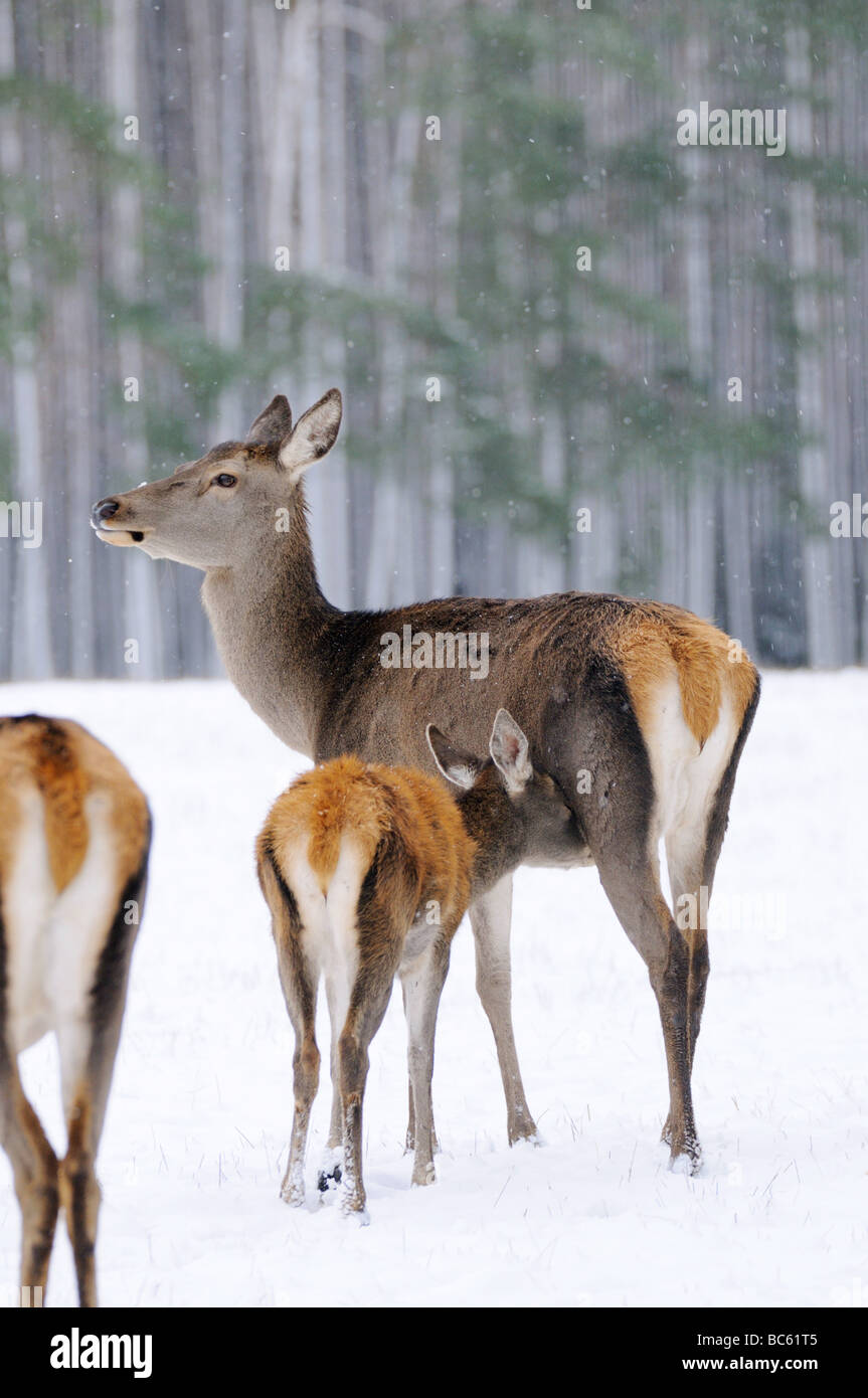 Rothirsch (Cervus Elaphus) Pflege seiner Rehkitz auf Polarlandschaft in Wald, Franken, Bayern, Deutschland Stockfoto