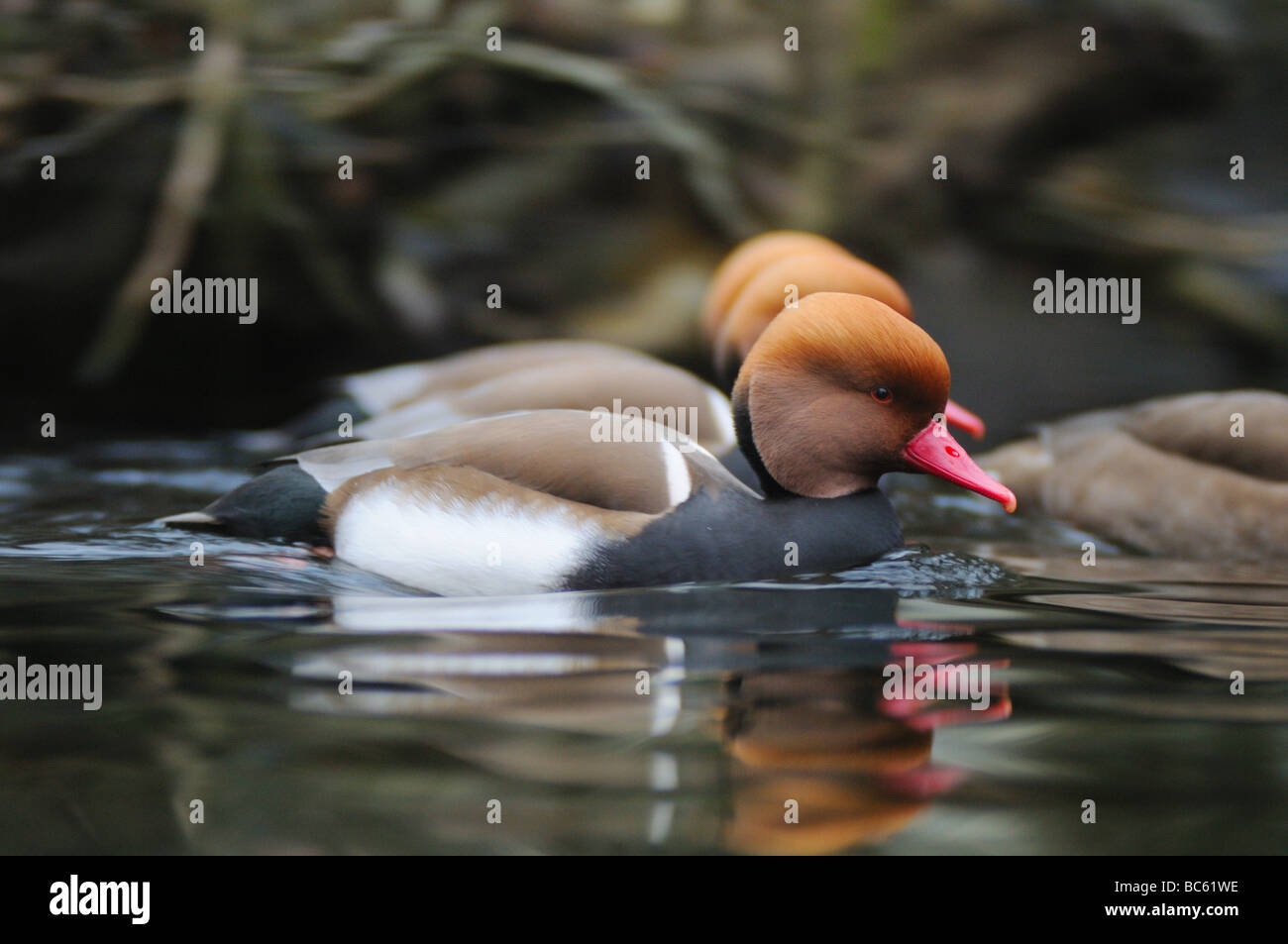 Rot-crested Tafelenten (Netta Rufina) Enten auf dem Wasser schwimmt Stockfoto