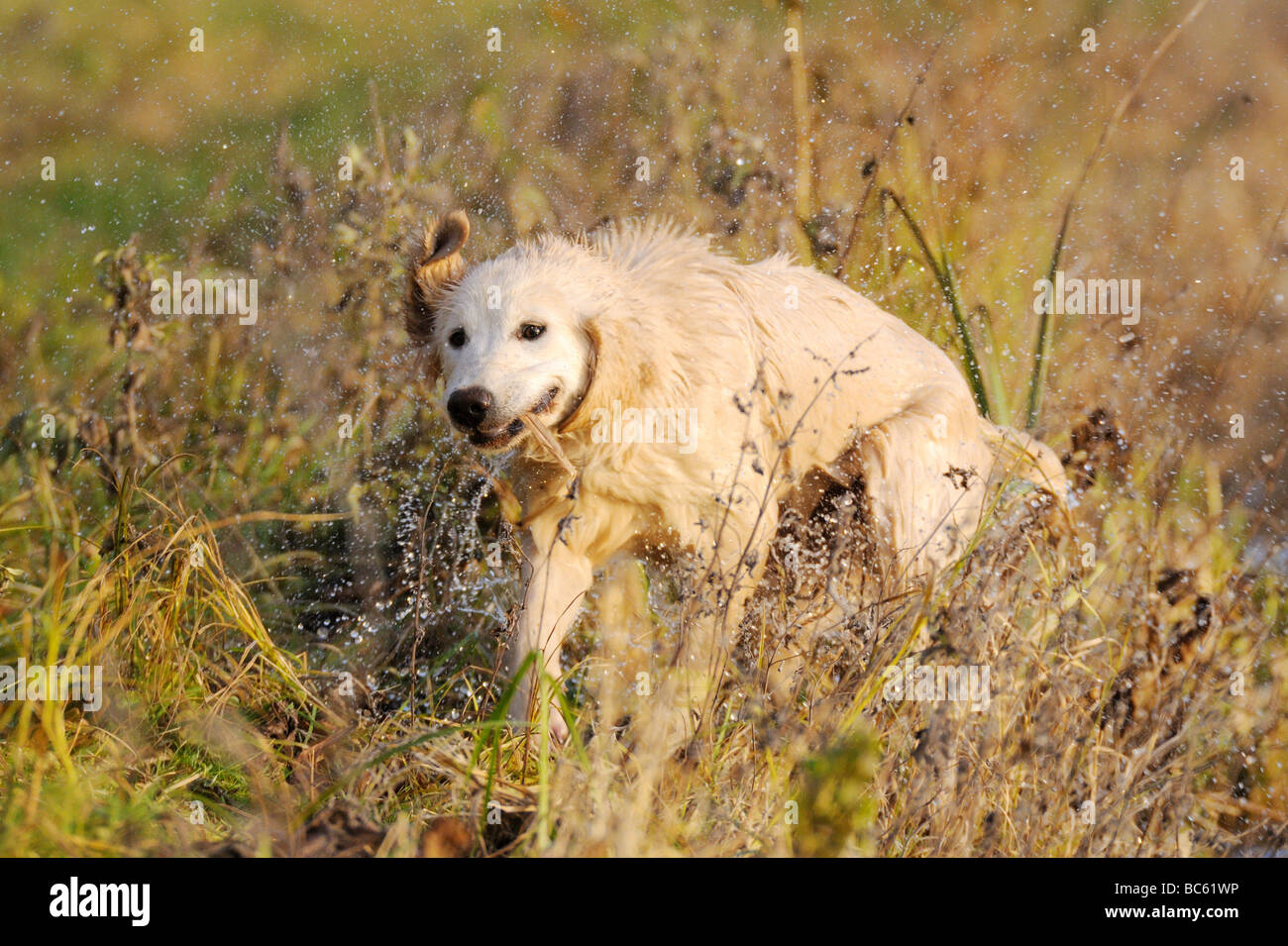 Golden Retriever abschütteln Wasser im Feld, Franken, Bayern, Deutschland Stockfoto