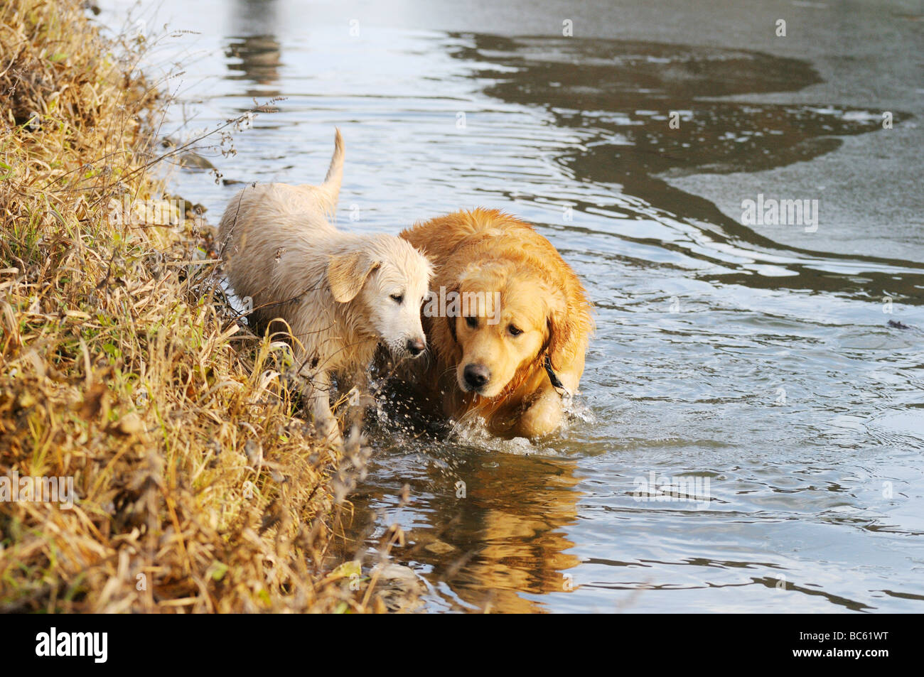 Golden Retriever zu Fuß mit ihren Welpen im Wasser, Franken, Bayern,  Deutschland Stockfotografie - Alamy