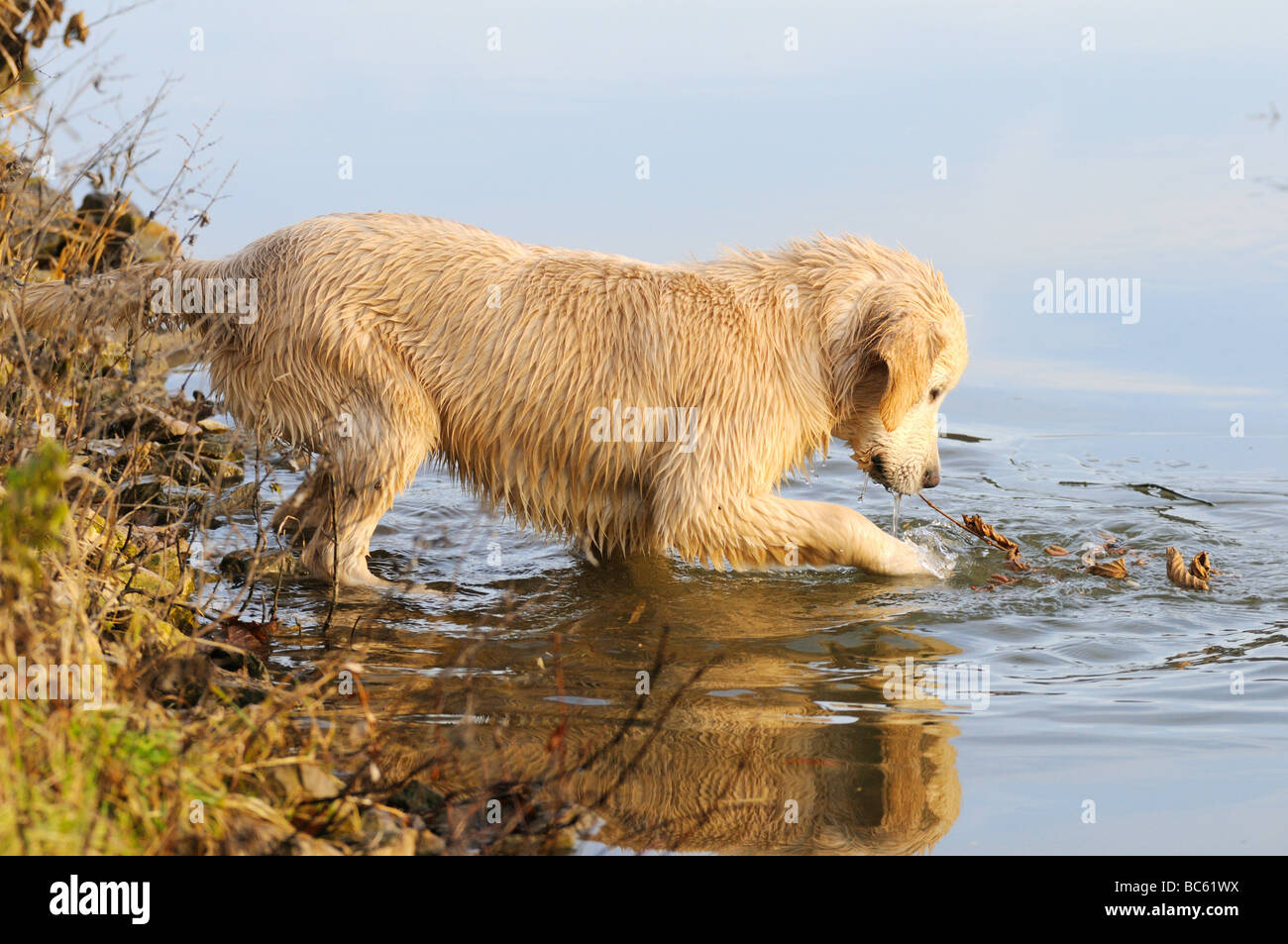 Golden Retriever Welpe spielen im Wasser, Franken, Bayern, Deutschland  Stockfotografie - Alamy