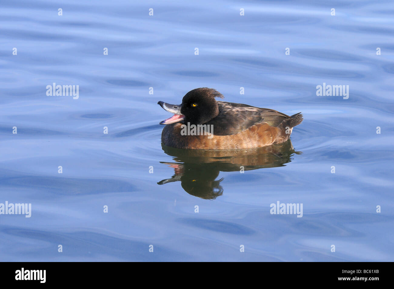 Nahaufnahme der Reiherenten (Aythya Fuligula) schwimmt auf Wasser, München, Bayern, Deutschland Stockfoto