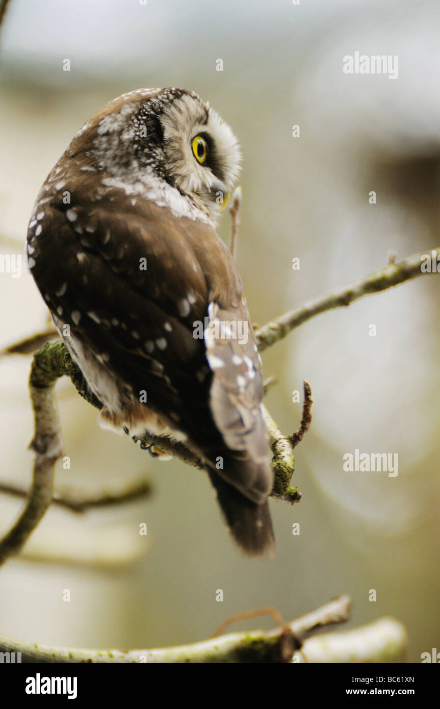 Nahaufnahme der Rauhfußkauz Eule (Aegolius Funereus) hocken auf Ast, Nationalpark Bayerischer Wald, Bayern, Deutschland Stockfoto