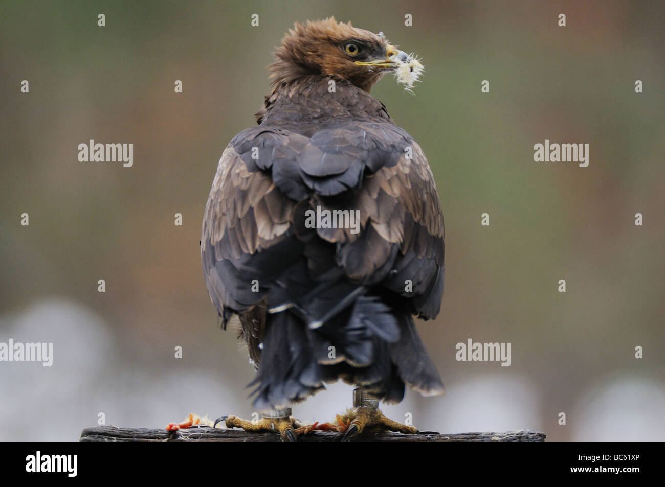 Nahaufnahme von Lesser Spotted Eagle (Aquila Pomarina) auf Holzpfosten, Nationalpark Bayerischer Wald, Bayern, Deutschland Stockfoto