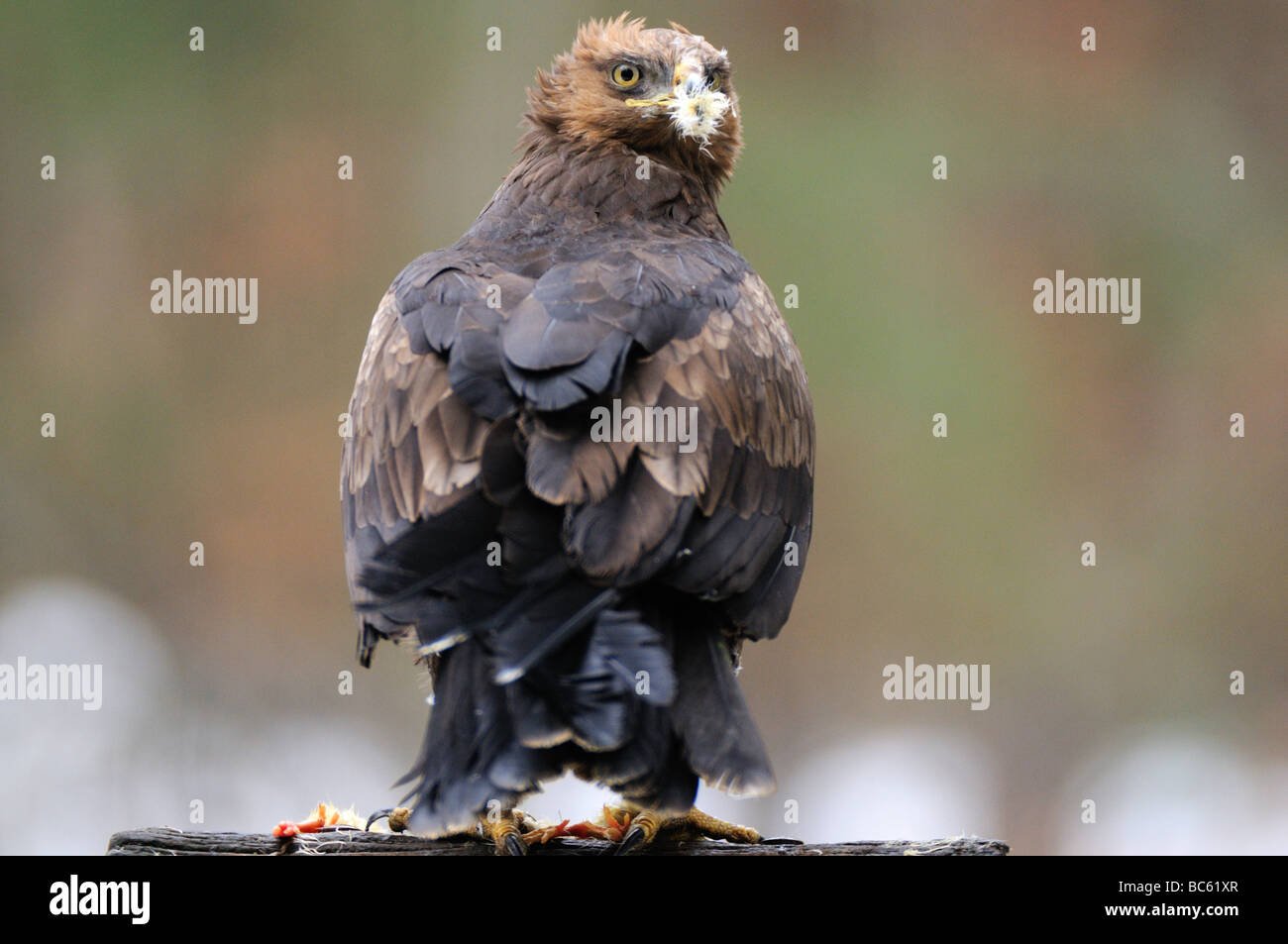 Nahaufnahme von Lesser Spotted Eagle (Aquila Pomarina) auf Holzpfosten, Nationalpark Bayerischer Wald, Bayern, Deutschland Stockfoto