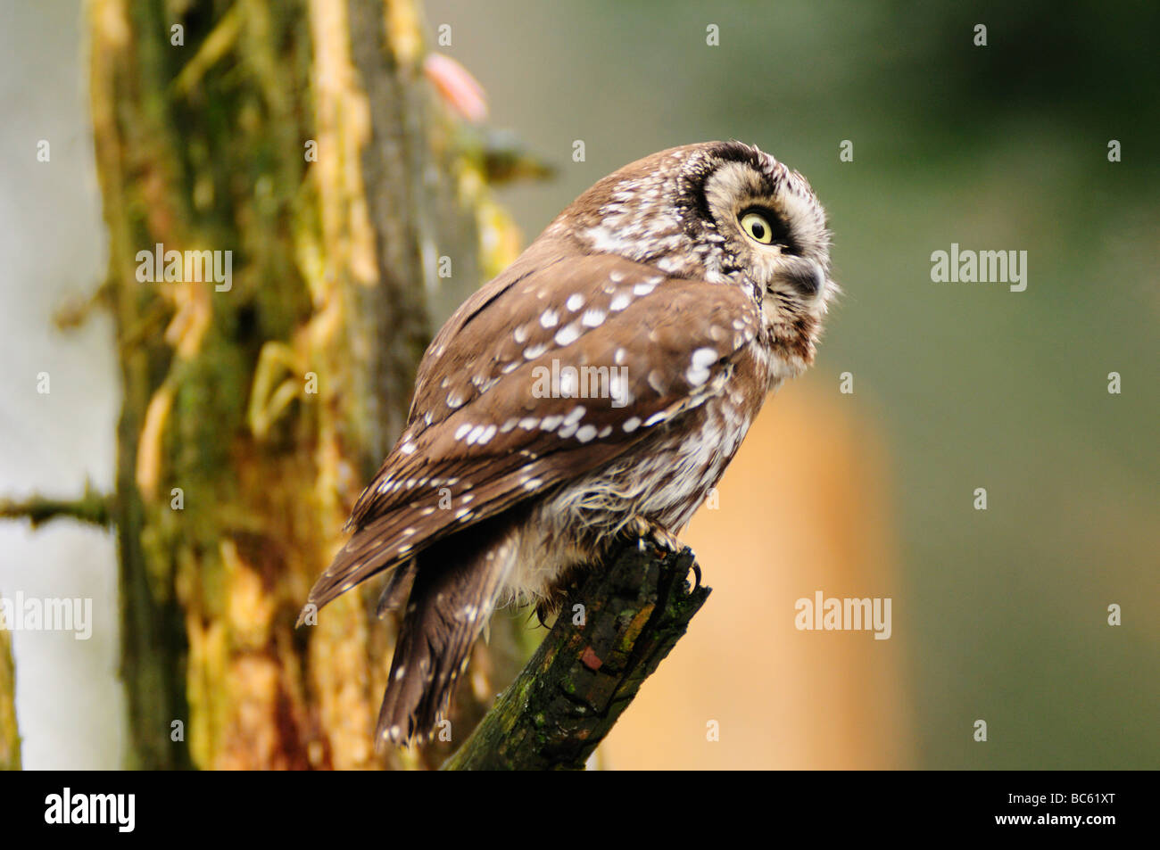 Nahaufnahme der Rauhfußkauz Eule (Aegolius Funereus) hocken auf Ast, Nationalpark Bayerischer Wald, Bayern, Deutschland Stockfoto