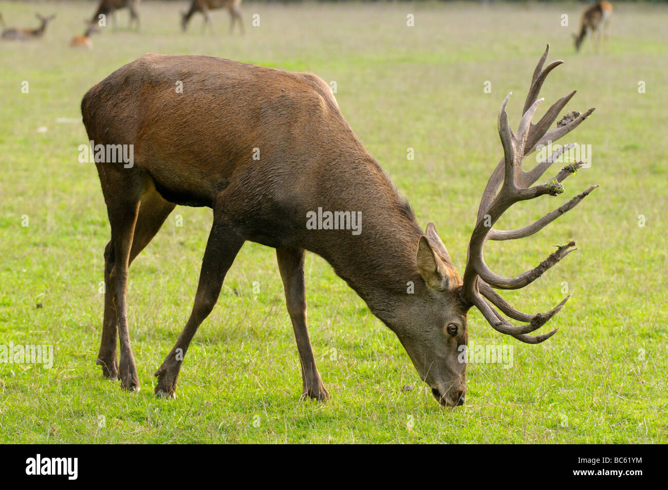 Nahaufnahme der Rothirsch (Cervus Elaphus) Weiden Rasen im Außendienst, Bayern, Deutschland Stockfoto
