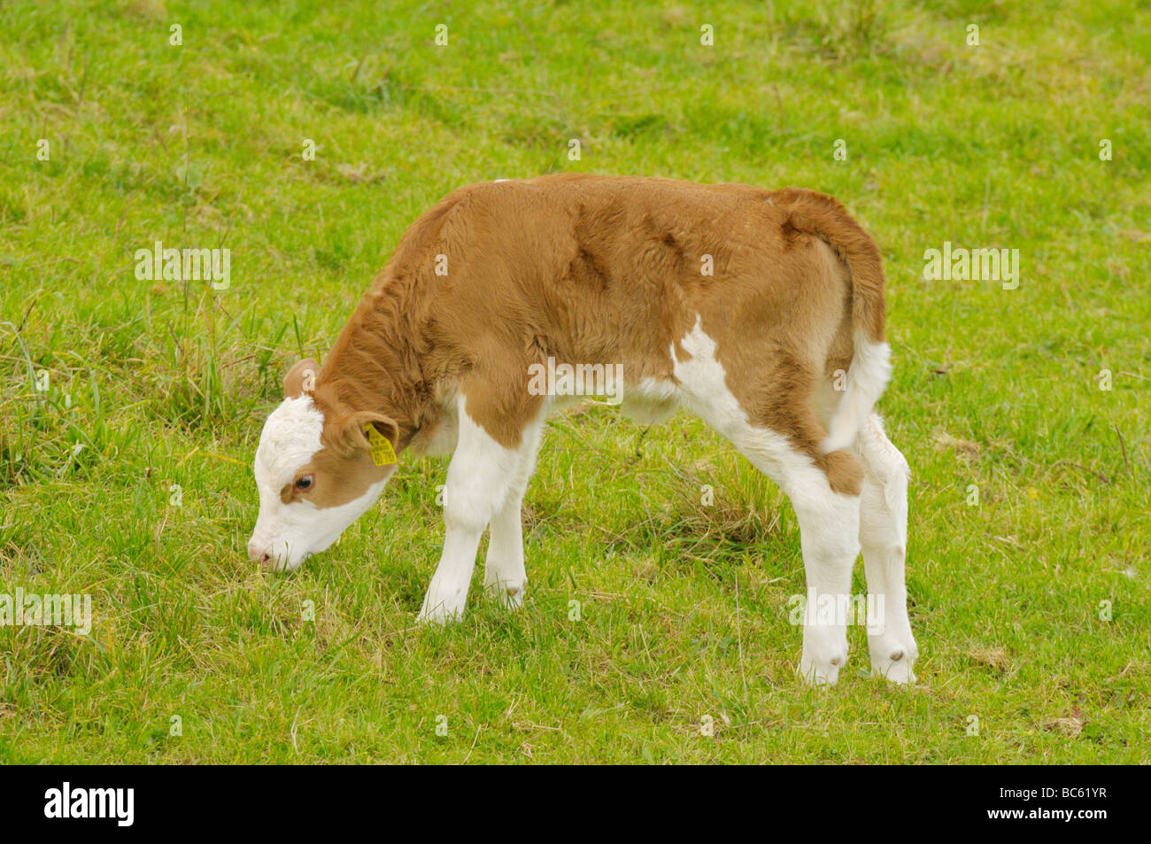 Kuh Kalb Beweidung Rasen im Feld, Franken, Bayern, Deutschland Stockfoto