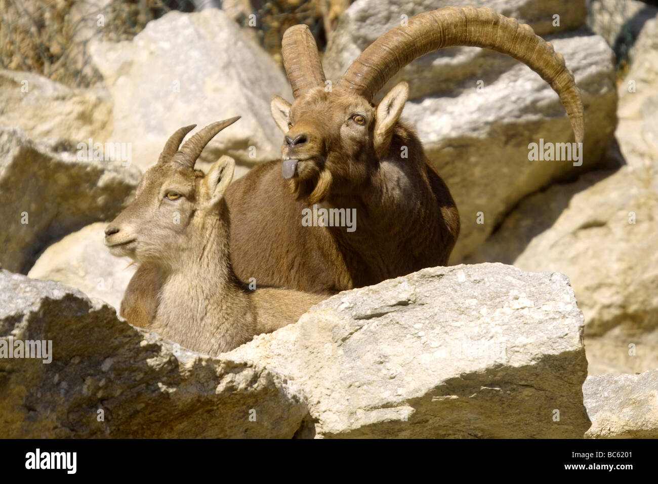 Nahaufnahme von zwei Hausziege (Capra Aegagrus Hircus) auf Berg, Österreich Stockfoto