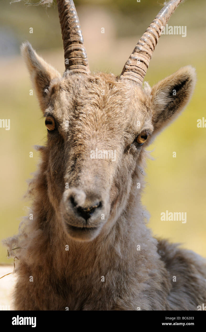 Die Hausziege (Capra Aegagrus Hircus) Gesicht in Nahaufnahme Stockfoto