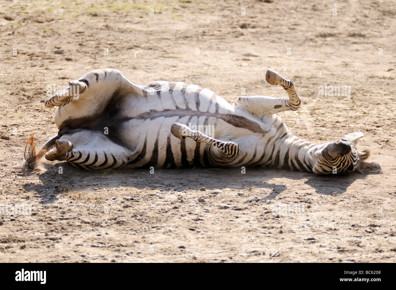 Nahaufnahme von Ebenen Zebra (Equus Quagga) Rollen auf Landschaft Stockfoto