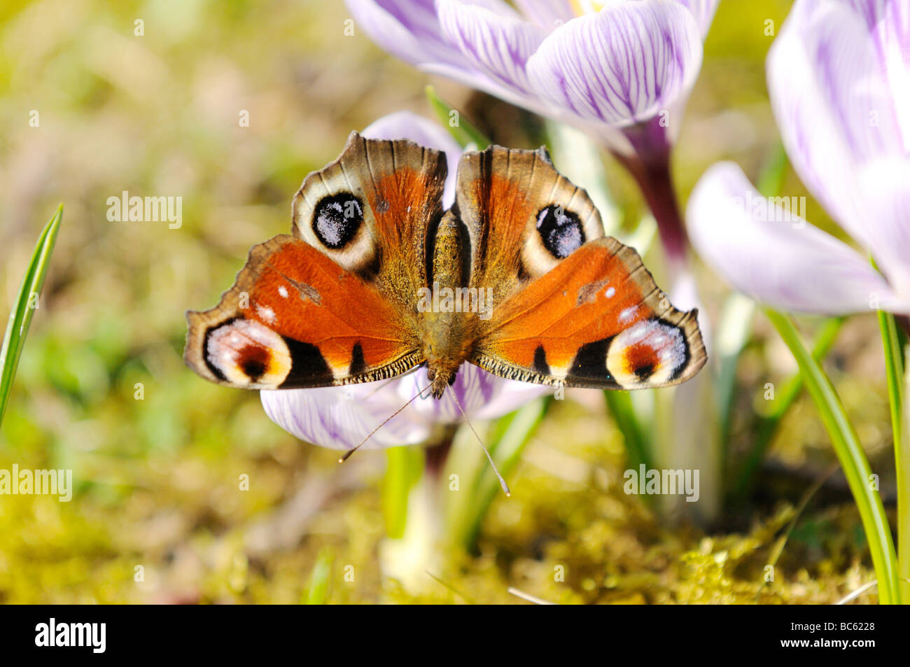 Nahaufnahme von Tagpfauenauge bestäuben Krokus Blume im Feld, Franken, Bayern, Deutschland Stockfoto