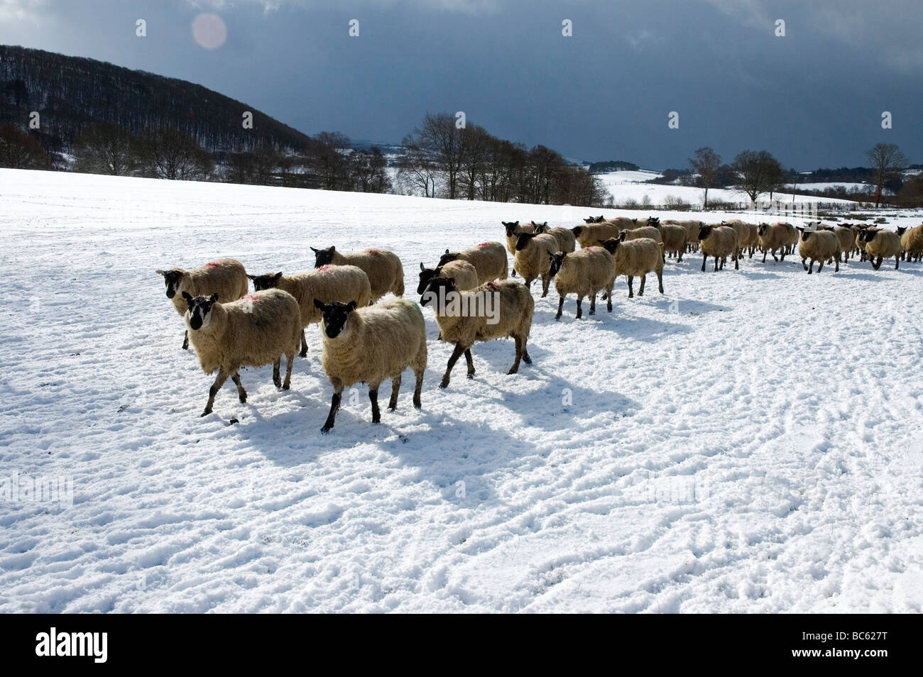 Powys, Mid Wales, UK Stockfoto