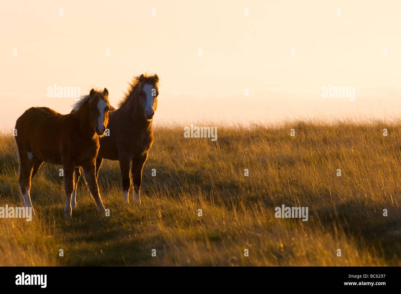 Waliser Pony, Brecon Beacons Nationalpark Mitte Wales, Powys, UK Stockfoto