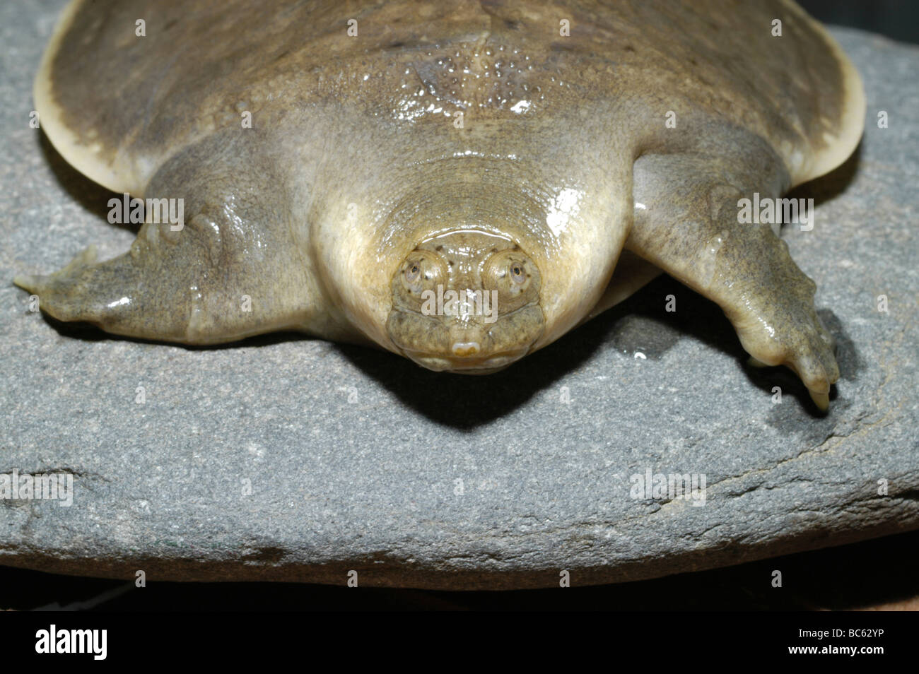 Asiatische Softshelled Riesenschildkröte, Pelochelys Bibroni. Auch bekannt als Frosch Kopf Schildkröte Stockfoto