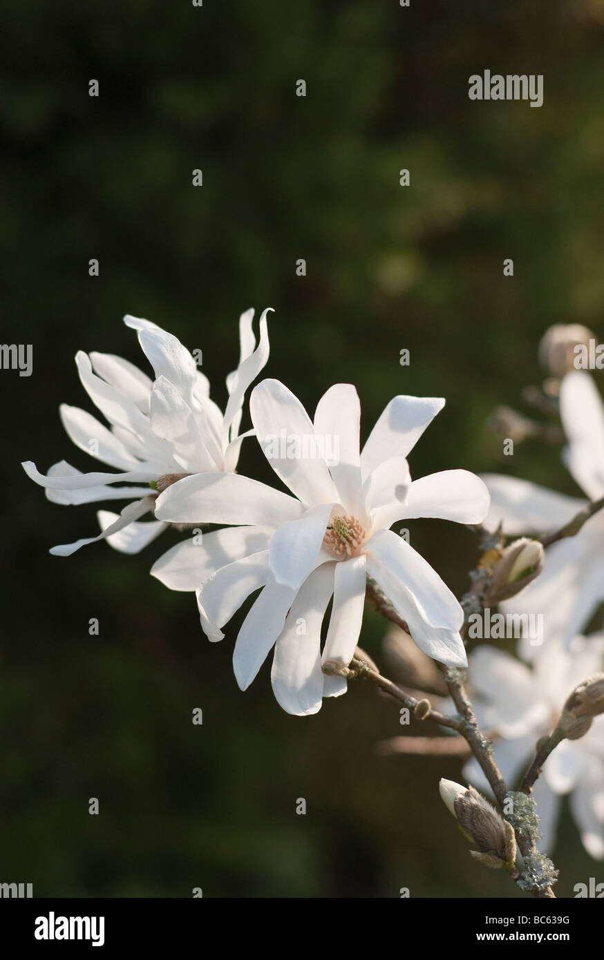 Magnolia Stellata in Blüte im April Stockfoto