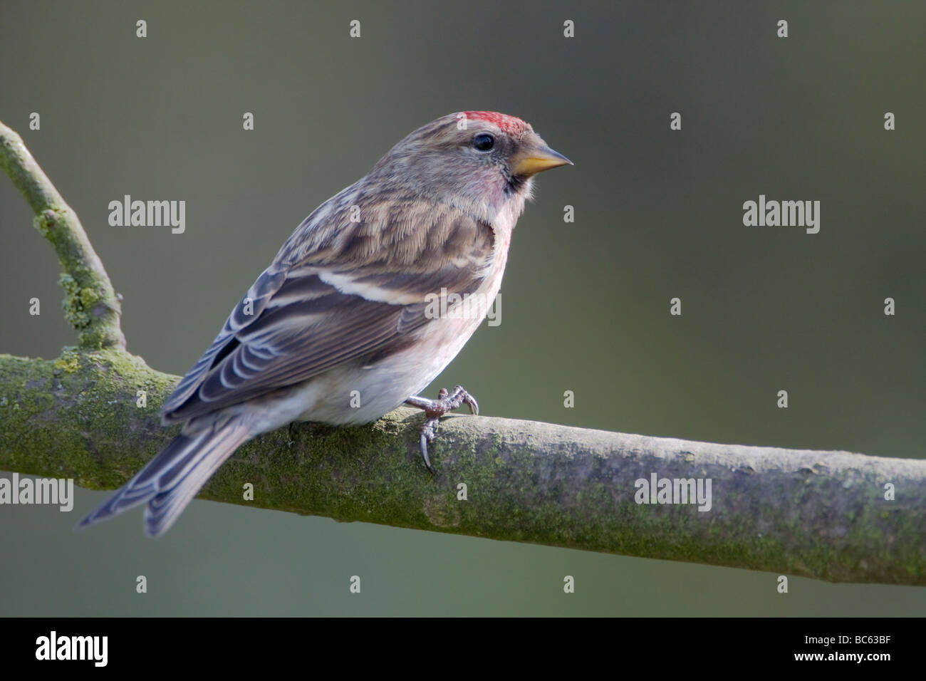 Geringerem Redpoll, Zuchtjahr Kabarett Stockfoto