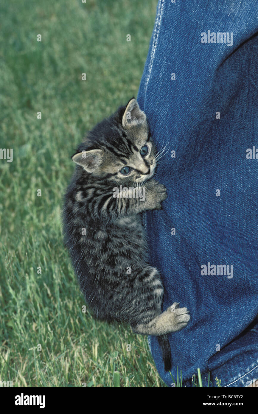 Auf oder Gehen halten: Blue eyed Tabby kitten Festhalten an Bein der blauen Jeans im Sommer Gras, USA Stockfoto