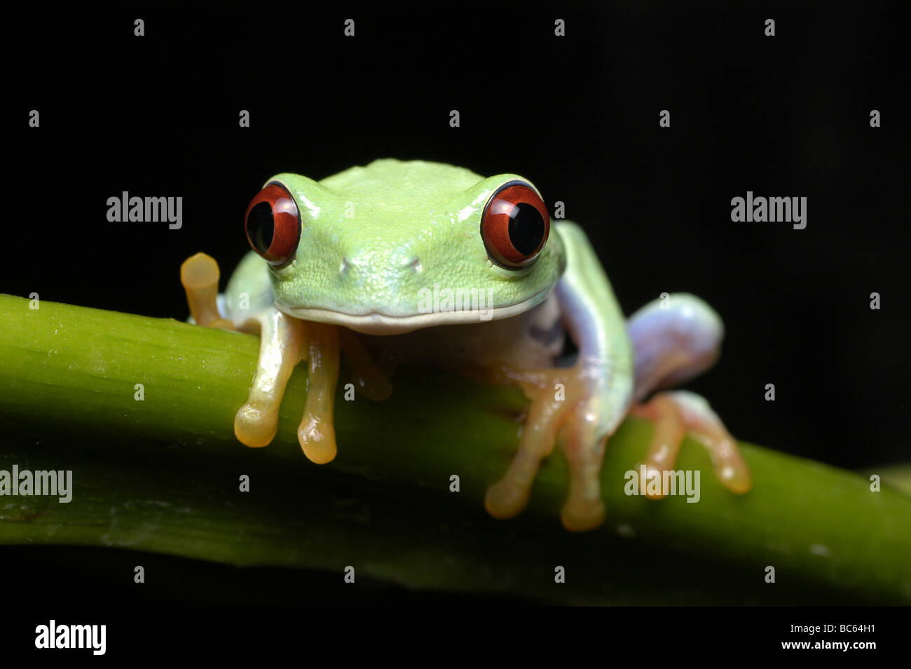 Junge Red Eyed Laubfrosch, Agalychnis Callidrya. Auch bekannt als Red Eyed Blatt Frog. Stockfoto