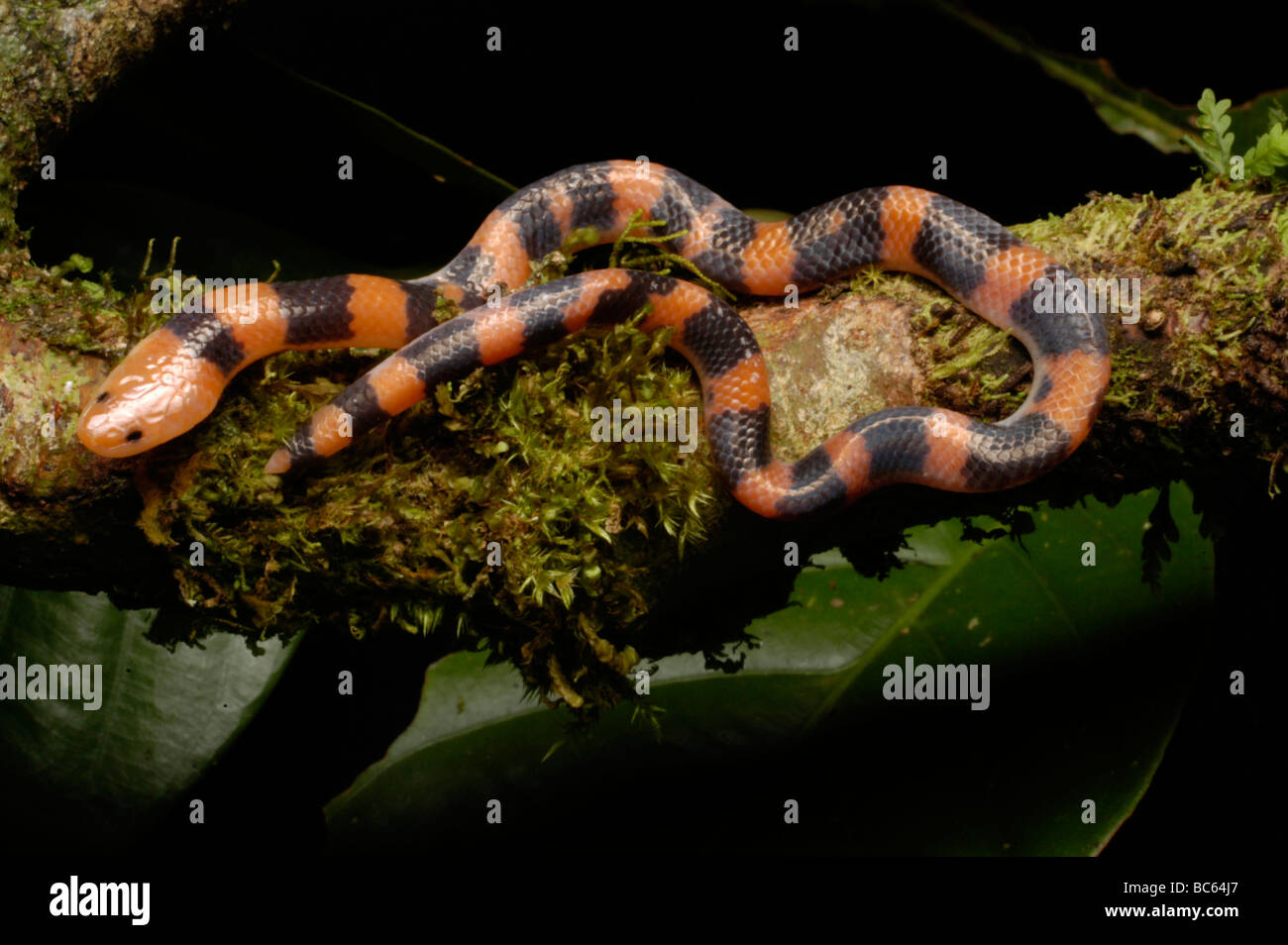 Schlange, Calamaria sp, gefunden in den Regenwald von Borneo Malaysia Stockfoto