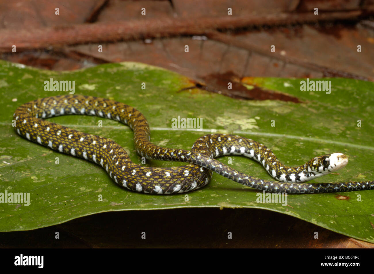 White-gerochene Wasserschlange, Amphiesma flavifrons Stockfoto