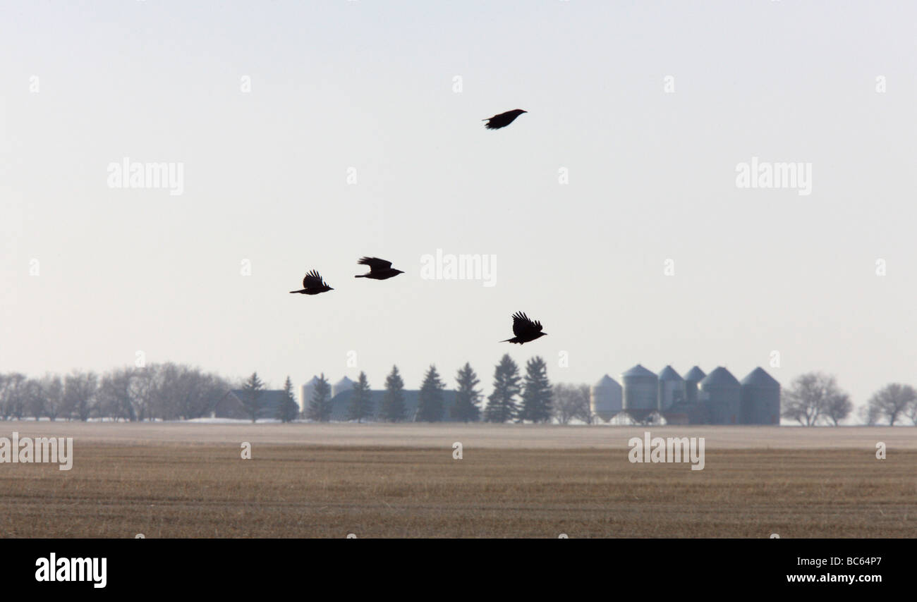 Krähen in Flug Prairie Kanada Stockfoto
