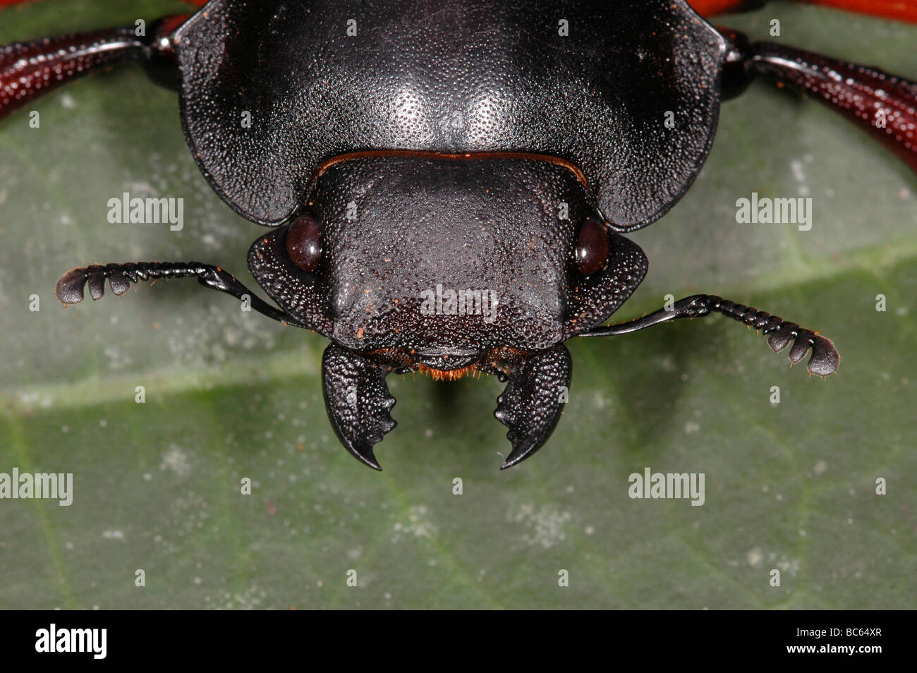 Kopf eines Käfers mit seiner Manibles öffnen Stockfoto