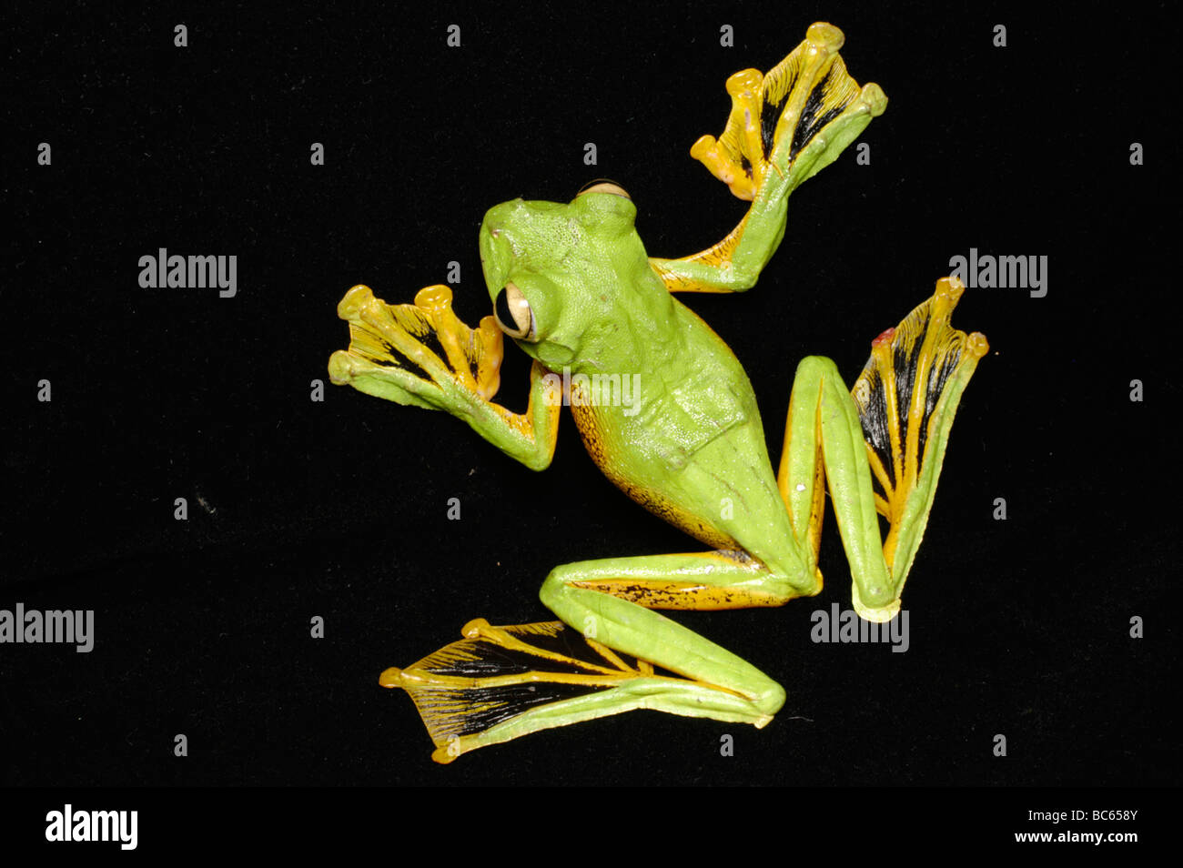 Die Rückseite des hellen grünen Wallaces fliegender Frosch, Rhacophorus Nigropalmatus mit Schwimmhäuten Stockfoto