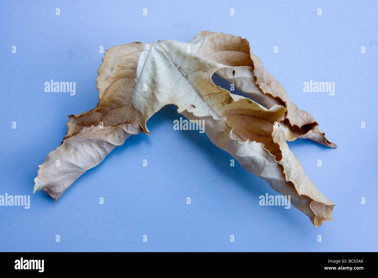 trocken-Leaf-Anzeige Stockfoto