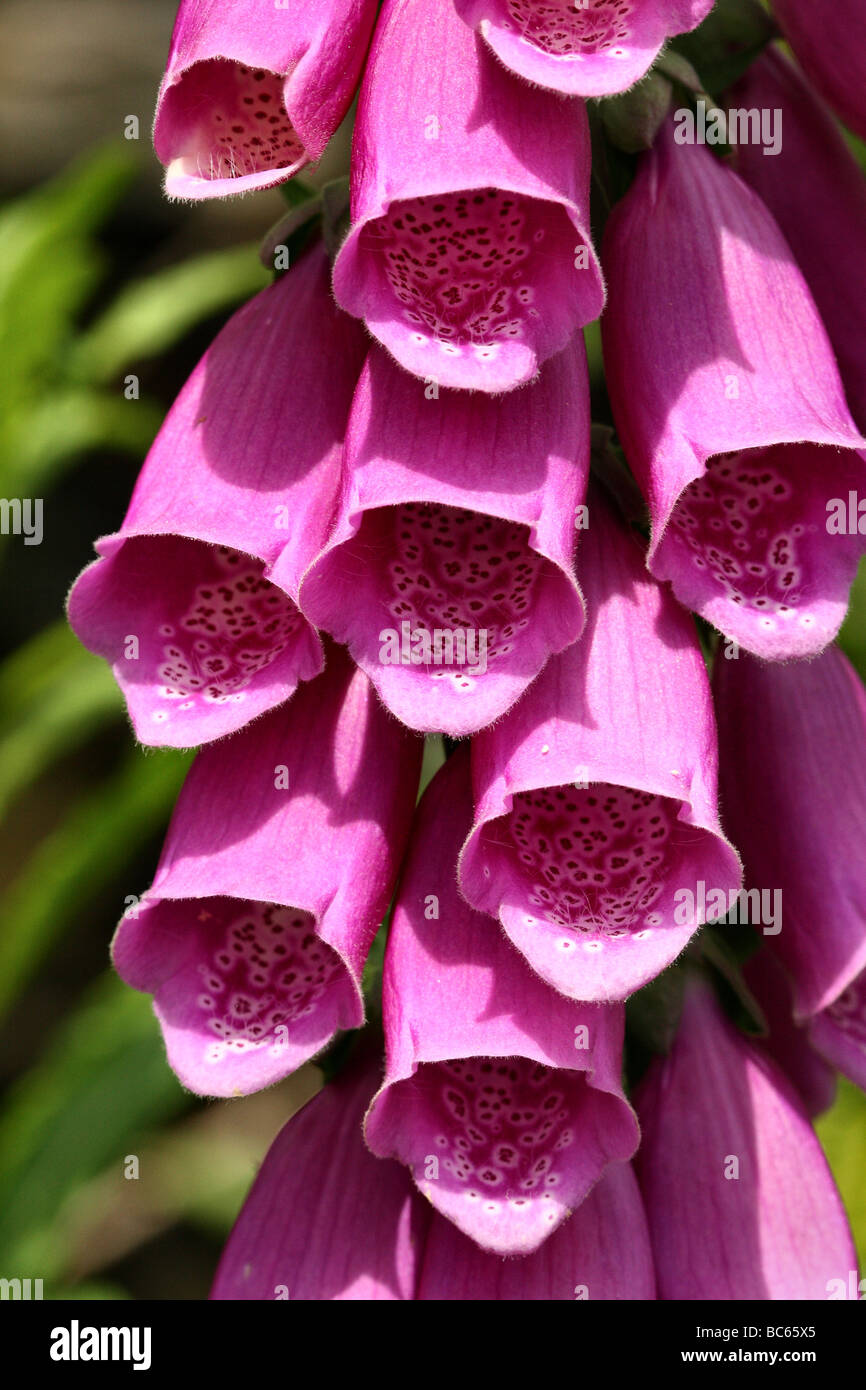 Fingerhut Digitalis Purpurea Familie Wegerichgewächse war