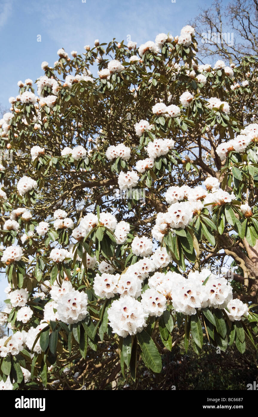 Rhododendron Arboreum x calophytum Stockfoto