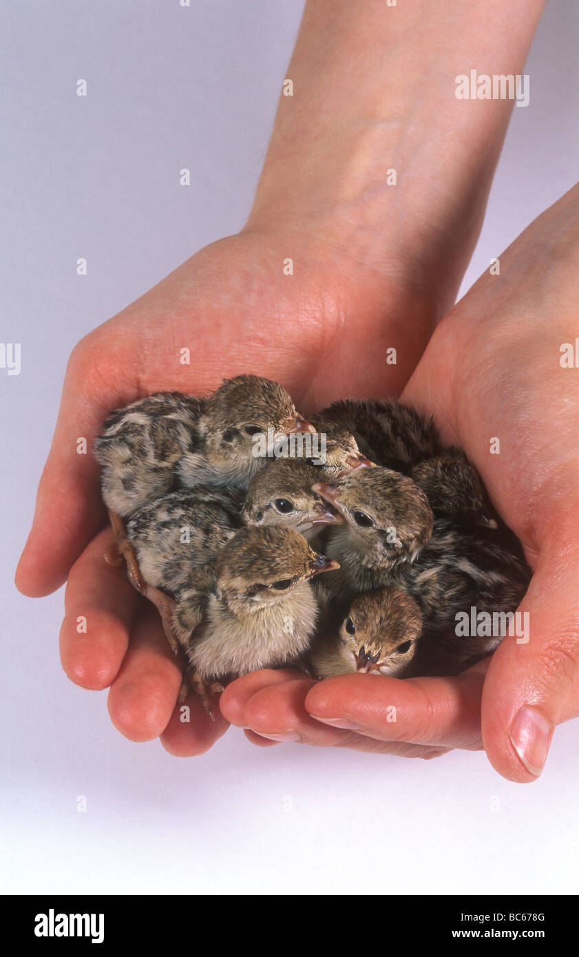 Ein Mensch mit sechs braunen Küken in der Hand Stockfoto