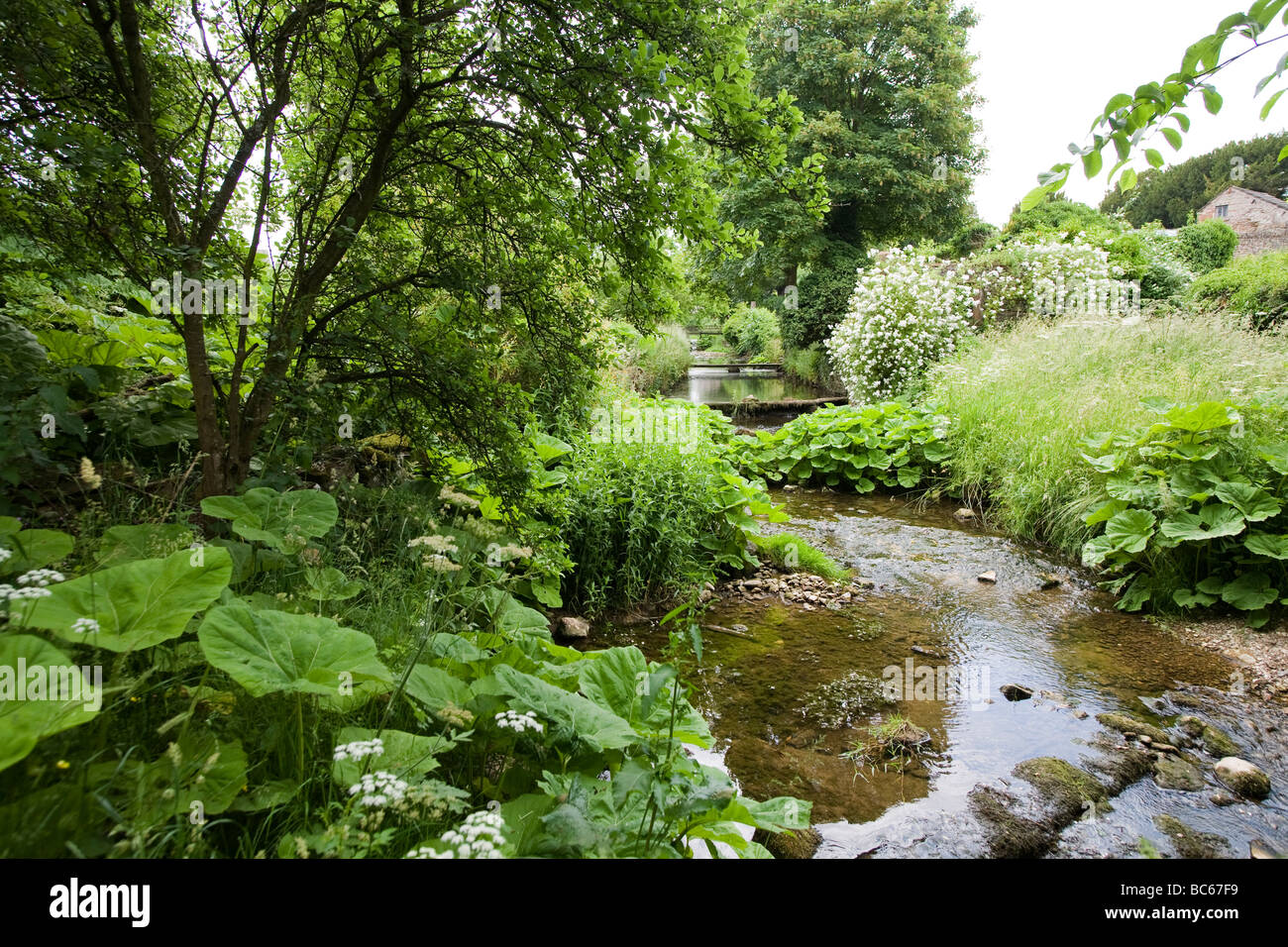 Blick entlang Stream, gesäumt von Bäumen und Sträuchern und Bereiche der Darmera Peltata wächst am Ufer in einem englischen Landhaus Garten UK Stockfoto
