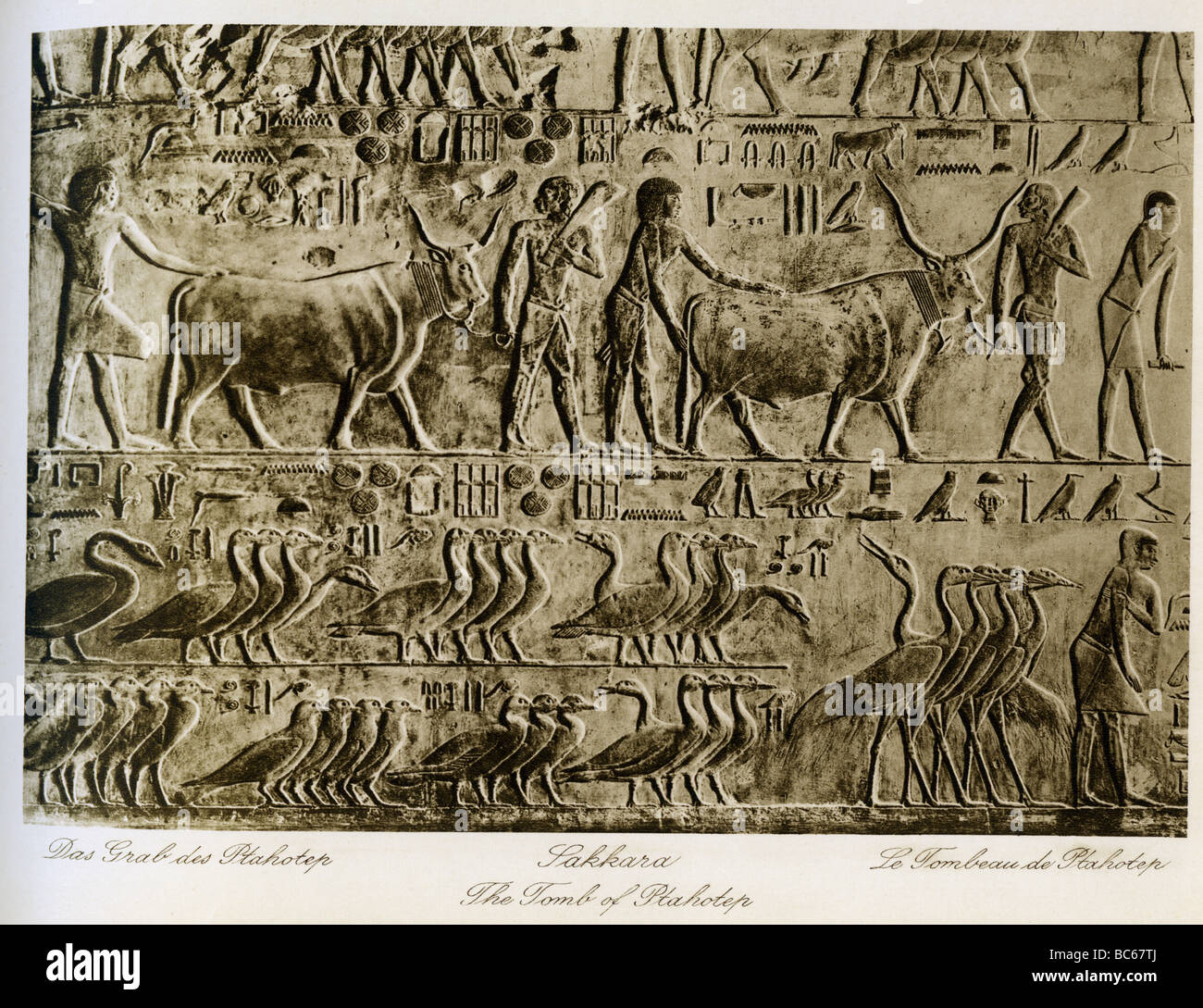 Geographie/Reise, Ägypten, Saqqara, Grab des Ptahhotep (5. Dynastie), Innenansicht, Erleichterung, 1930er Jahre, Stockfoto