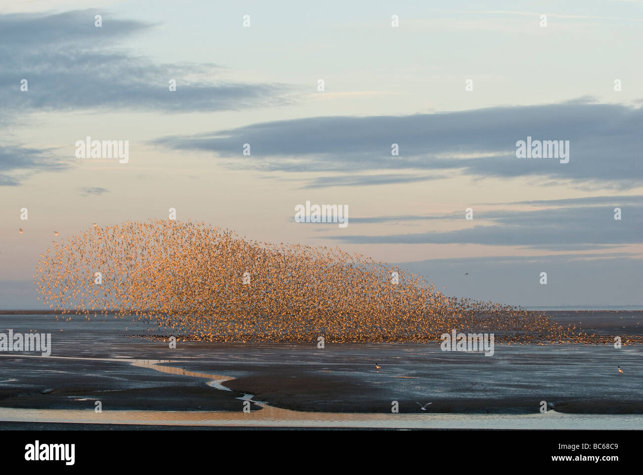 Roten Knoten das Wattenmeer wegen wollte von einem Raubvogel Flug abheben. Stockfoto