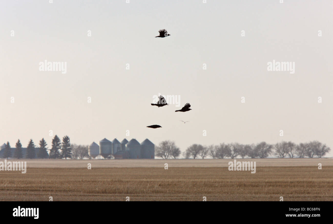 Krähen in Flug Prairie Kanada Stockfoto