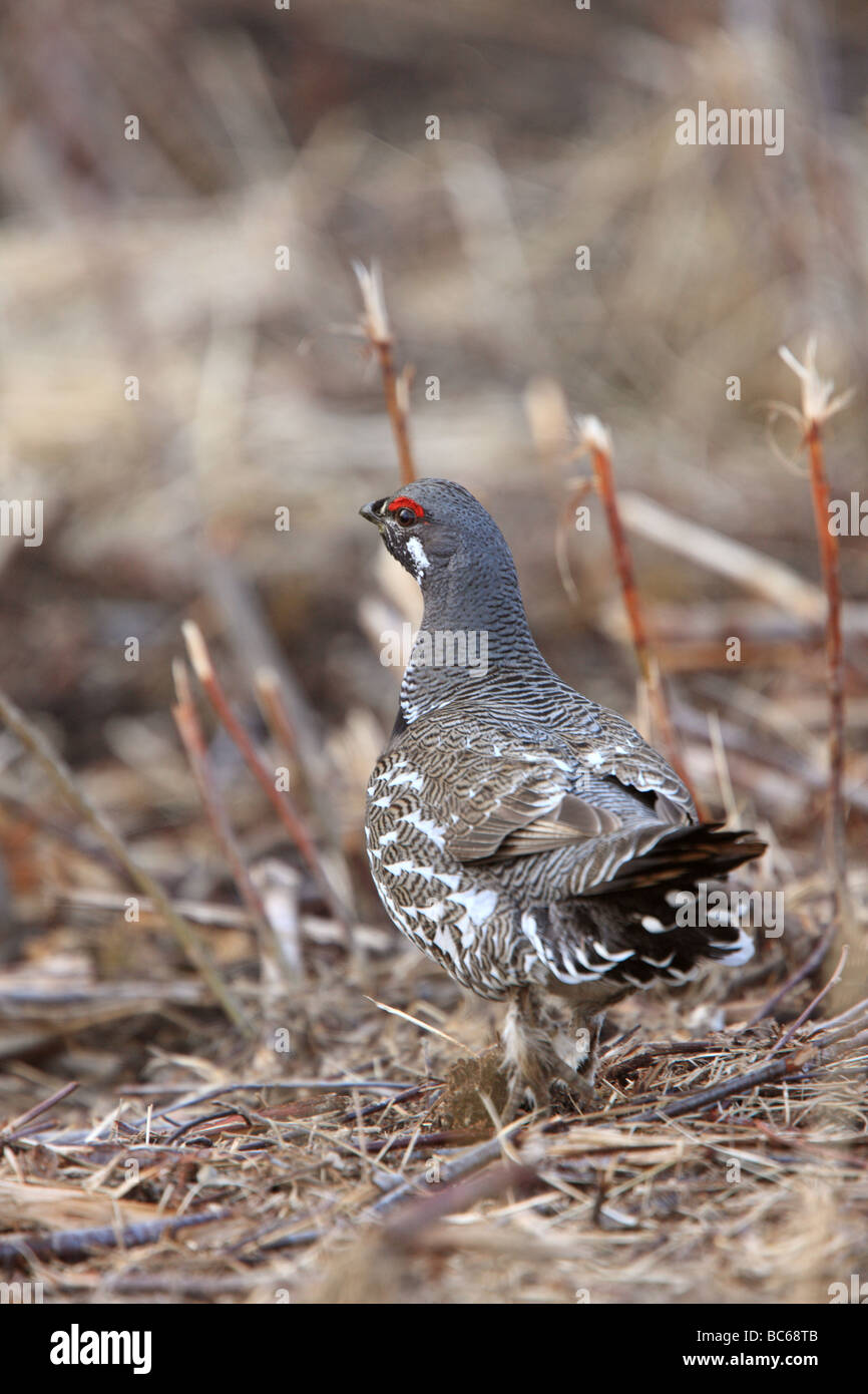 Ruffed Grouse Kanada Stockfoto