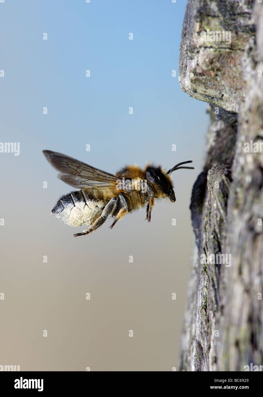 Megachile Centuncularis Blatt Cutter Bee mit Scopae voller Pollen im Flug Stockfoto