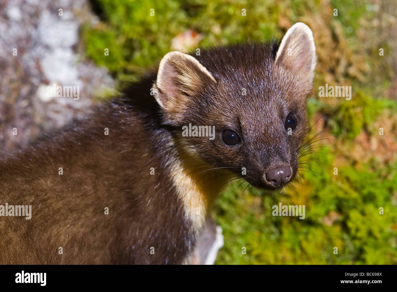 Marder Martes Martes Stockfoto