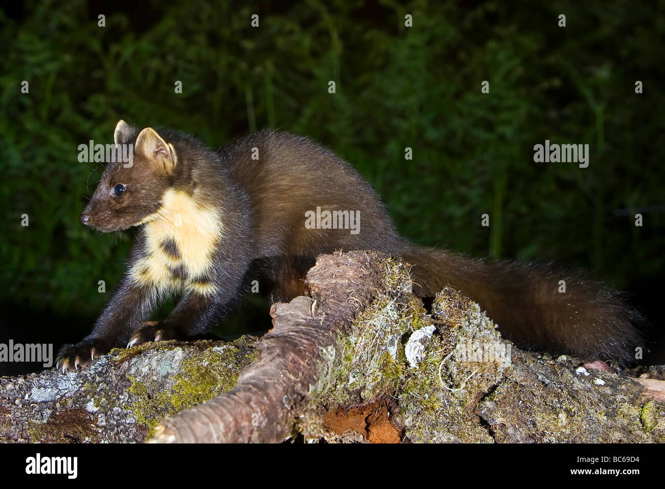 Marder Martes Martes Stockfoto