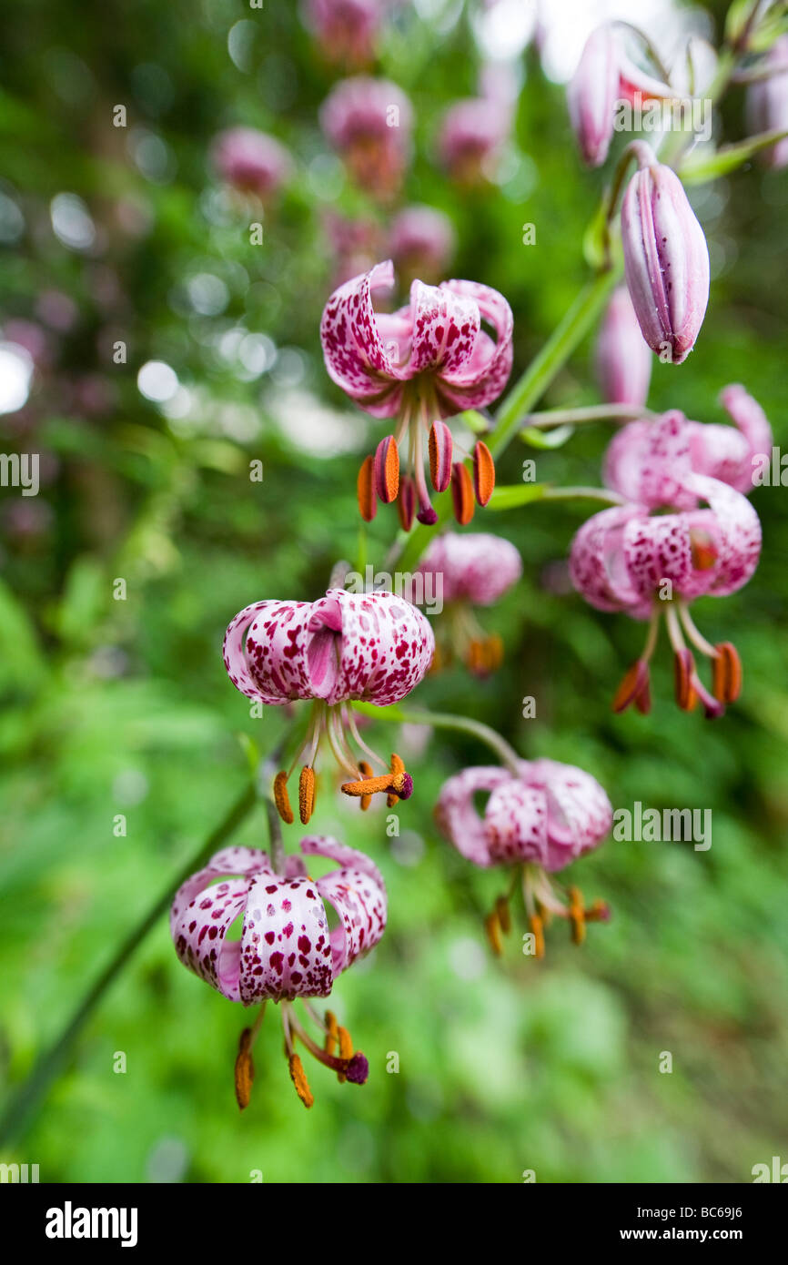 Einzelnen Stamm eine lila Lilium Martagon vor einem grünen Hintergrund soft-Fokus Stockfoto