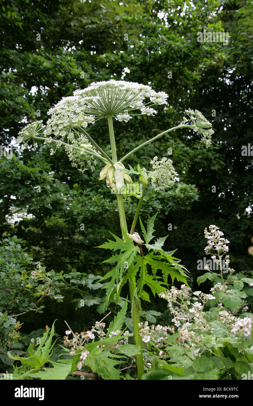 Riesenbärenklau oder Riesen Kuh-Petersilie, Heracleum Mantegazzianum, Apiaceae Stockfoto