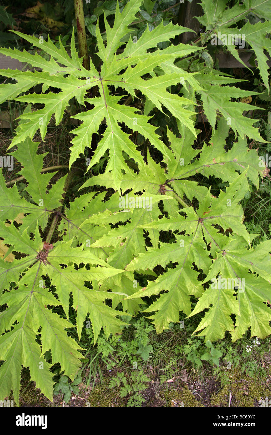 Blätter der Riesenbärenklau oder Riesen Kuh-Petersilie, Heracleum Mantegazzianum, Apiaceae Stockfoto