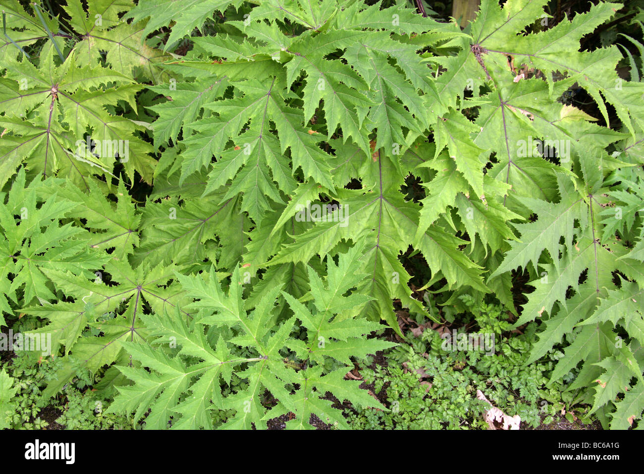 Blätter der Riesenbärenklau oder Riesen Kuh-Petersilie, Heracleum Mantegazzianum, Apiaceae Stockfoto